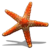 Starfish-icon