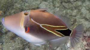 Humuhumunukunukuapua’a (or Reef Trigger fish) at Kahaluu Beach Park, Big Island, Hawaii