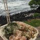 Poke Bowl – The Hawaiian version of sashimi