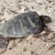 Stumbling Across Turtles in Kailua-Kona, Hawaii